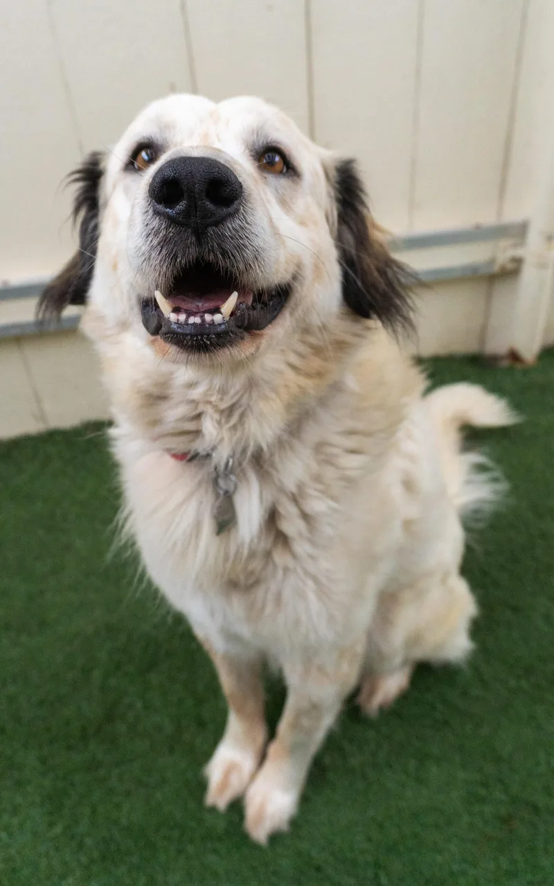 An adult medium-sized male White / Cream Shepherd dog named Teddy for adoption in Encinitas, CA
