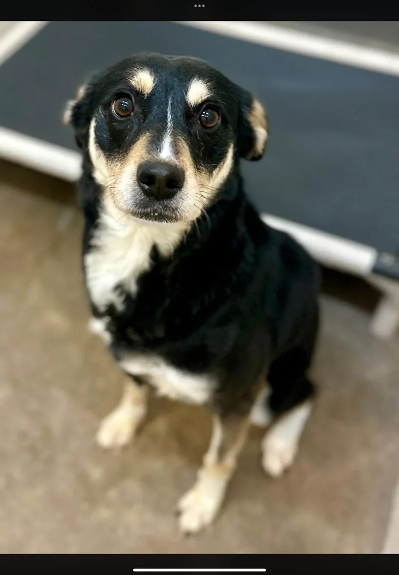 A young medium-sized female Brown / Chocolate German Shepherd Dog dog named Muffin for adoption in Sherman, TX