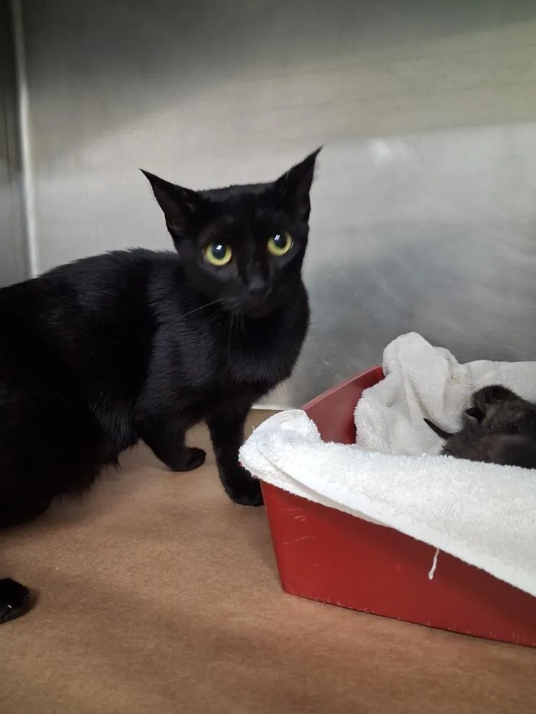 A young large-sized female Domestic Short Hair cat named Oatmeal for adoption in Cartersville , GA