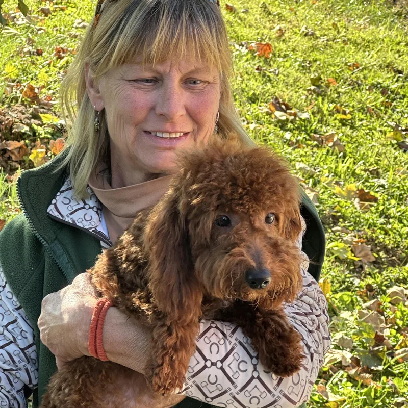 A baby small-sized male Red / Chestnut / Orange Goldendoodle dog named Rufus for adoption in Chester Springs, PA