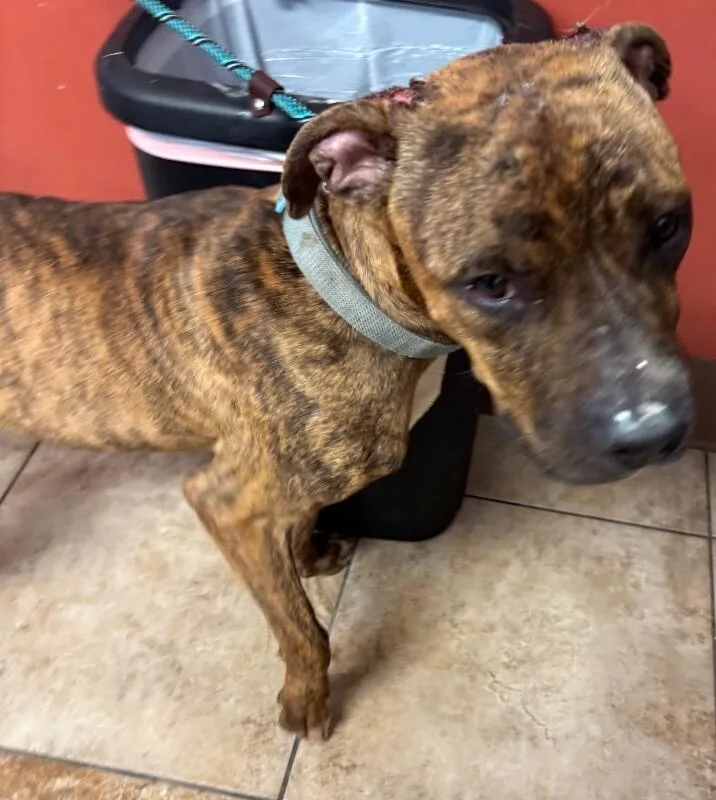 An adult large-sized male Brindle Mixed Breed dog named Dr. FrankNFurter for adoption in Cincinnati, OH