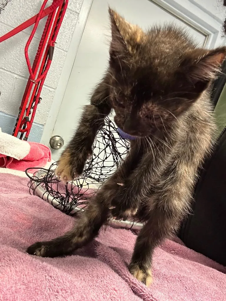 A baby small-sized female Domestic Short Hair cat named Libby for adoption in Detroit, MI