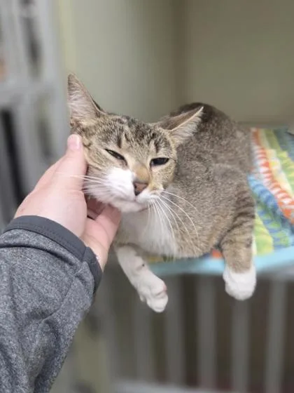 An adult medium-sized female Domestic Short Hair cat named Candle for adoption in Westland, MI