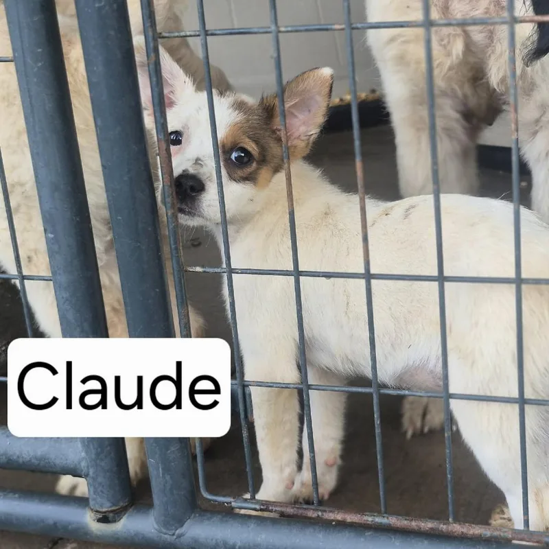 Claude