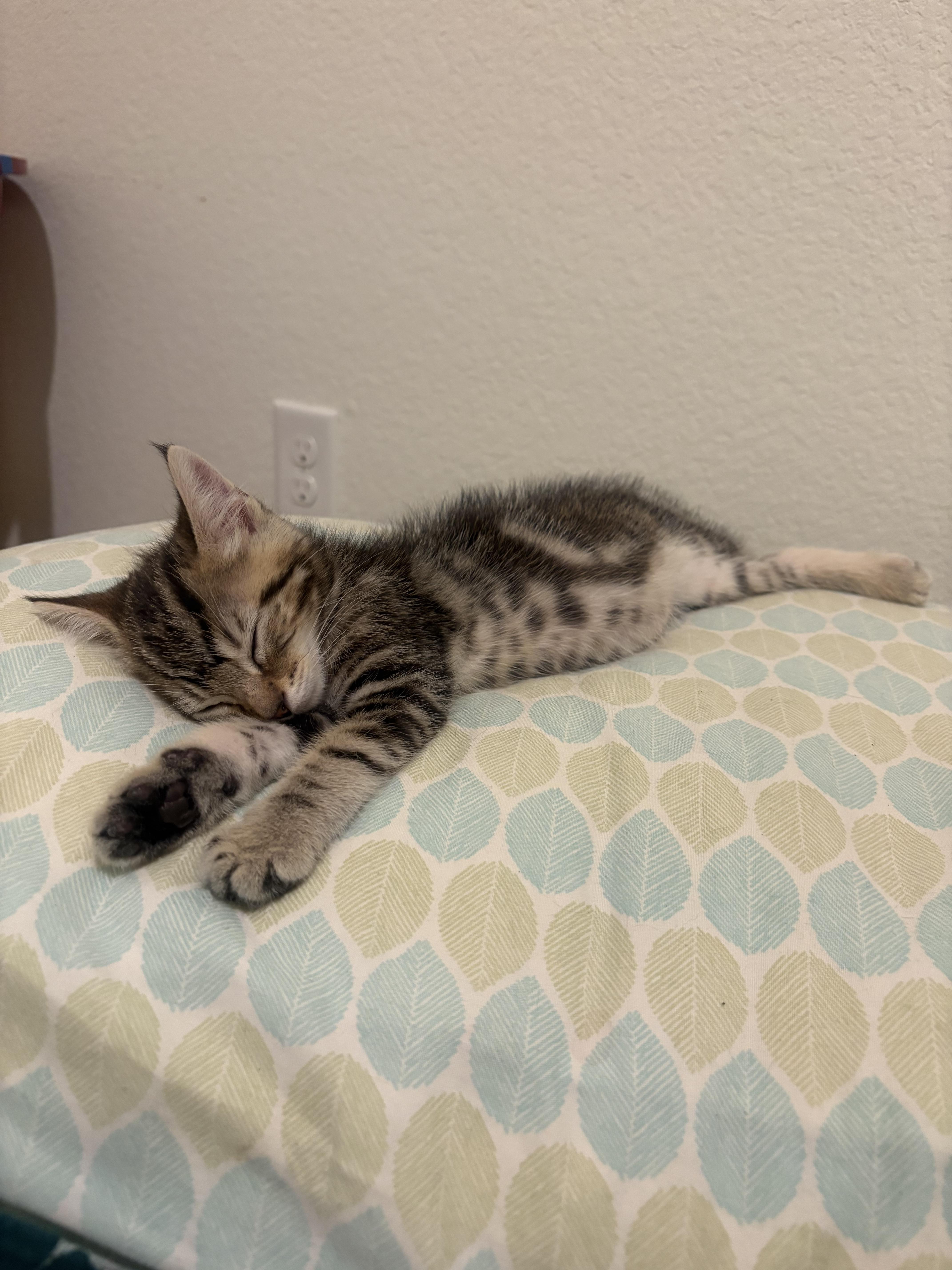 A baby small-sized male Domestic Short Hair cat named Pugsley for adoption in Tracy, CA