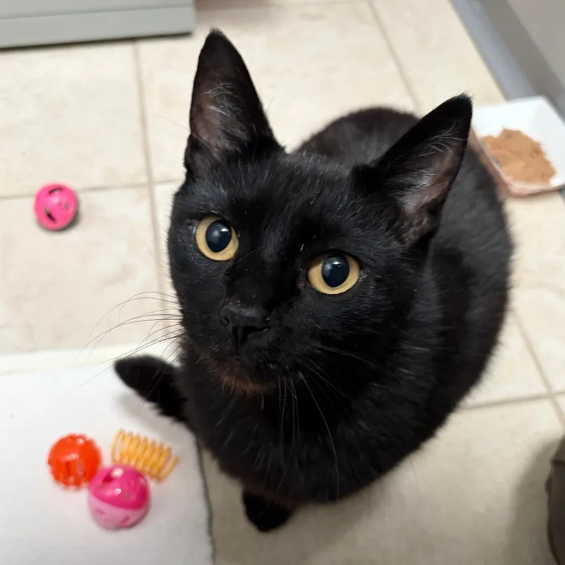 An adult large-sized male Black Domestic Short Hair cat named Merle for adoption in Ojai, CA