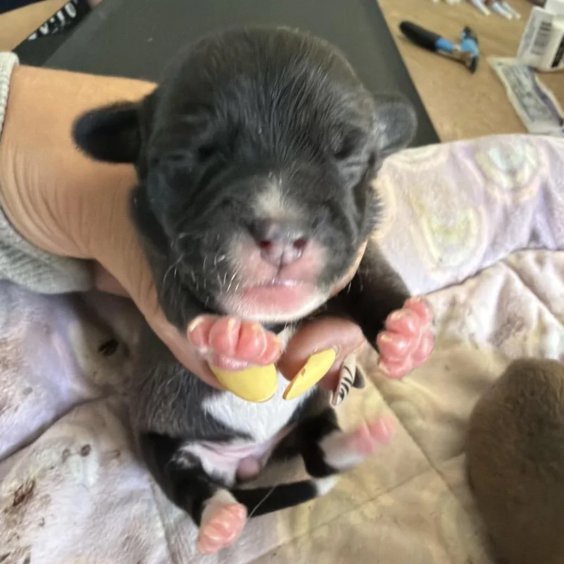Beans thumbnail 3