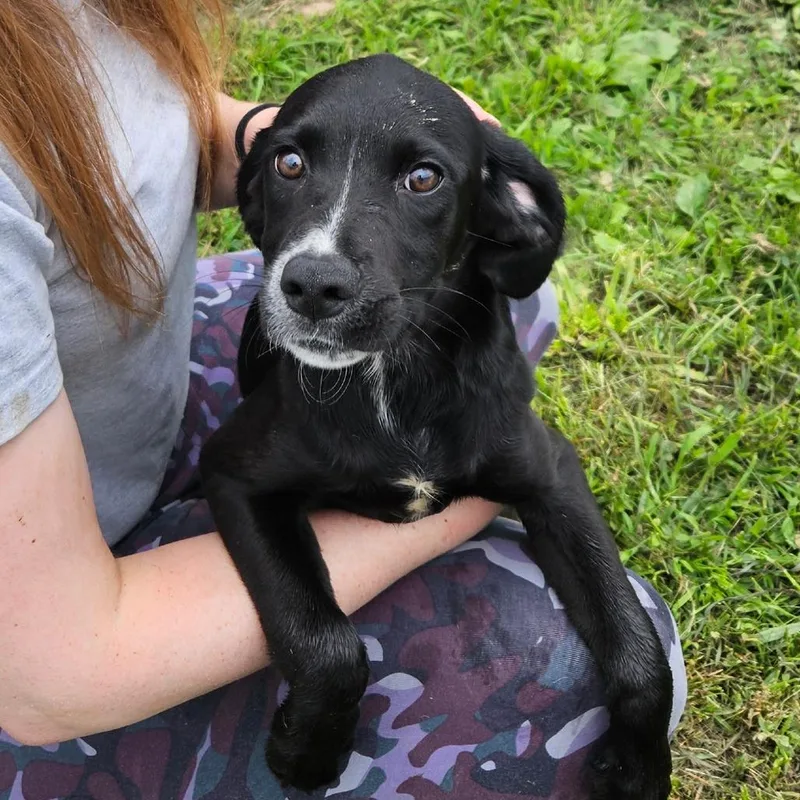 A baby medium-sized female Black Mixed Breed dog named Molly for adoption in Oneonta, NY