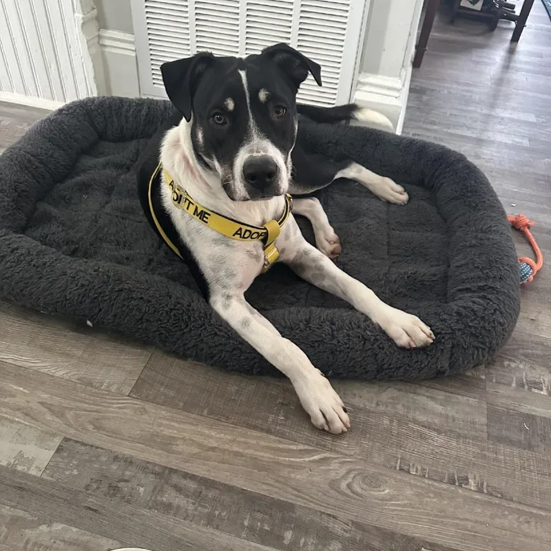 A young large-sized male Black Mixed Breed dog named Angus for adoption in Galveston, TX