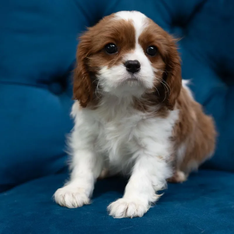 A baby small-sized male Cavalier King Charles Spaniel dog named Neil for adoption in Zionsville, IN