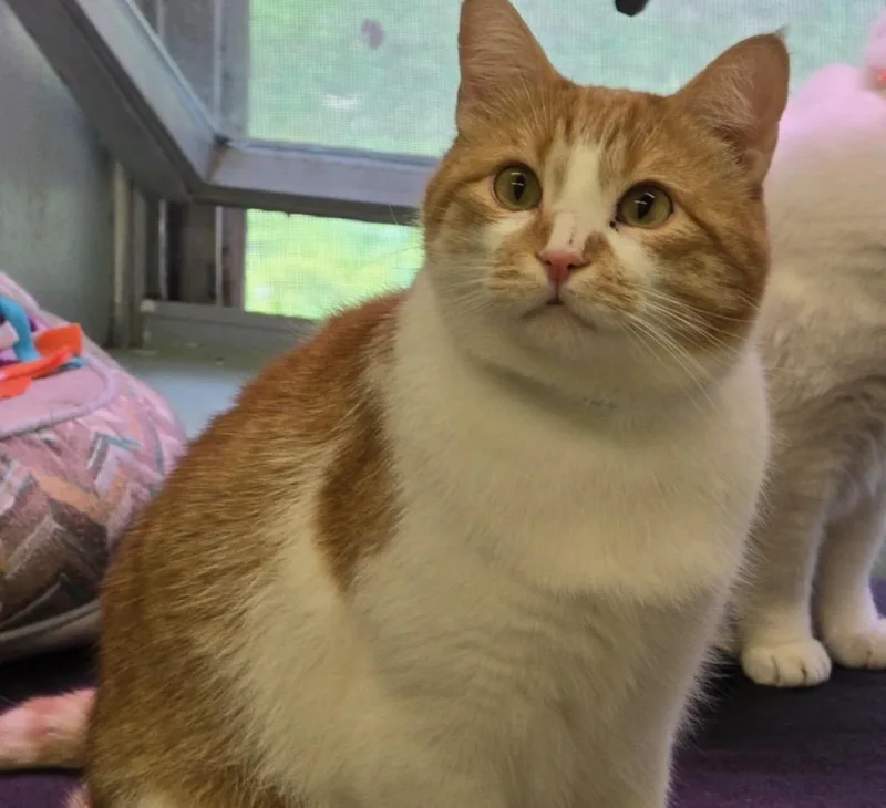 An adult medium-sized male Domestic Short Hair cat named Ohloff for adoption in Muskegon, MI