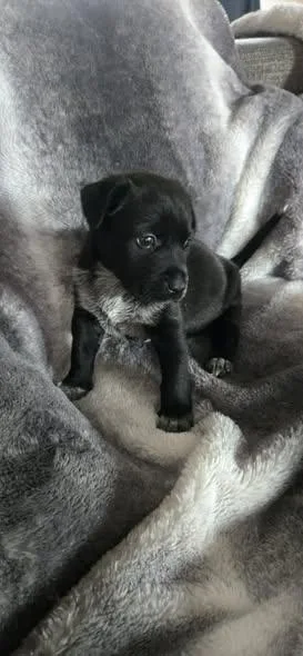 A baby medium-sized female Black Labrador Retriever dog named Dottie for adoption in Wichita Falls, TX