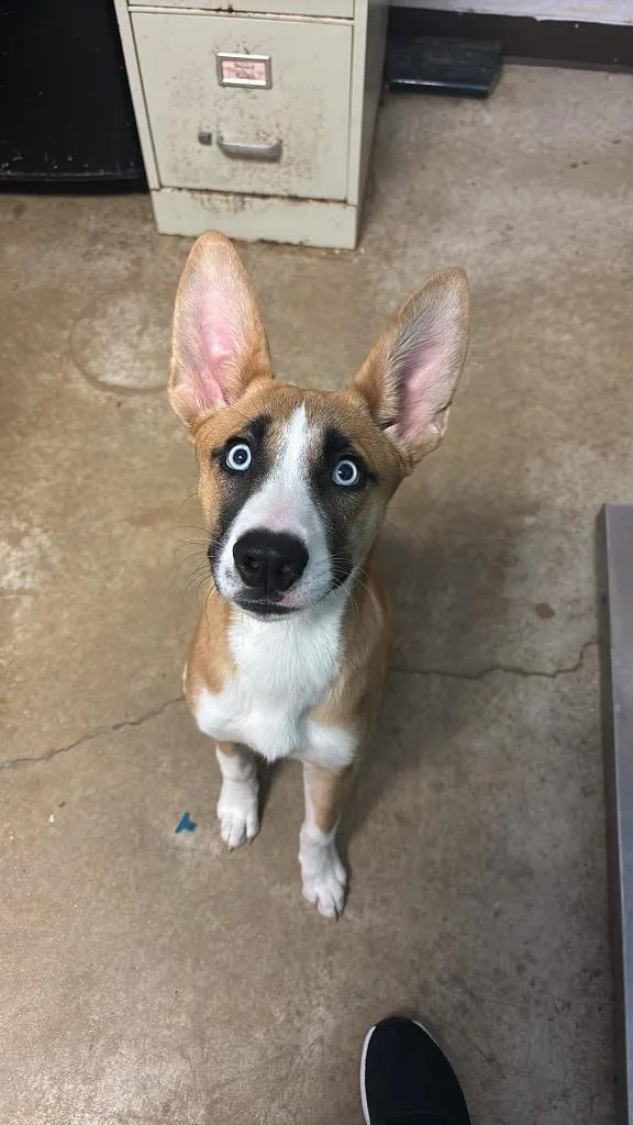 A baby medium-sized female Siberian Husky dog named Satellite for adoption in New Braunfels, TX