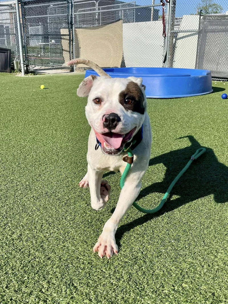 A baby medium-sized male White / Cream Pit Bull Terrier dog named Barstow for adoption in Cleveland, OH