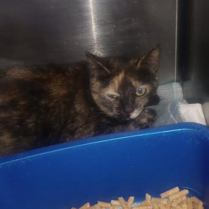 A young medium-sized female Black Domestic Short Hair cat named Desiree Butler Campus for adoption in Flagstaff, AZ