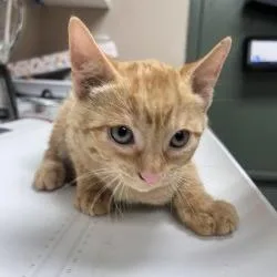 A baby small-sized male Orange / Red Domestic Short Hair cat named Nico for adoption in Bullhead City, AZ
