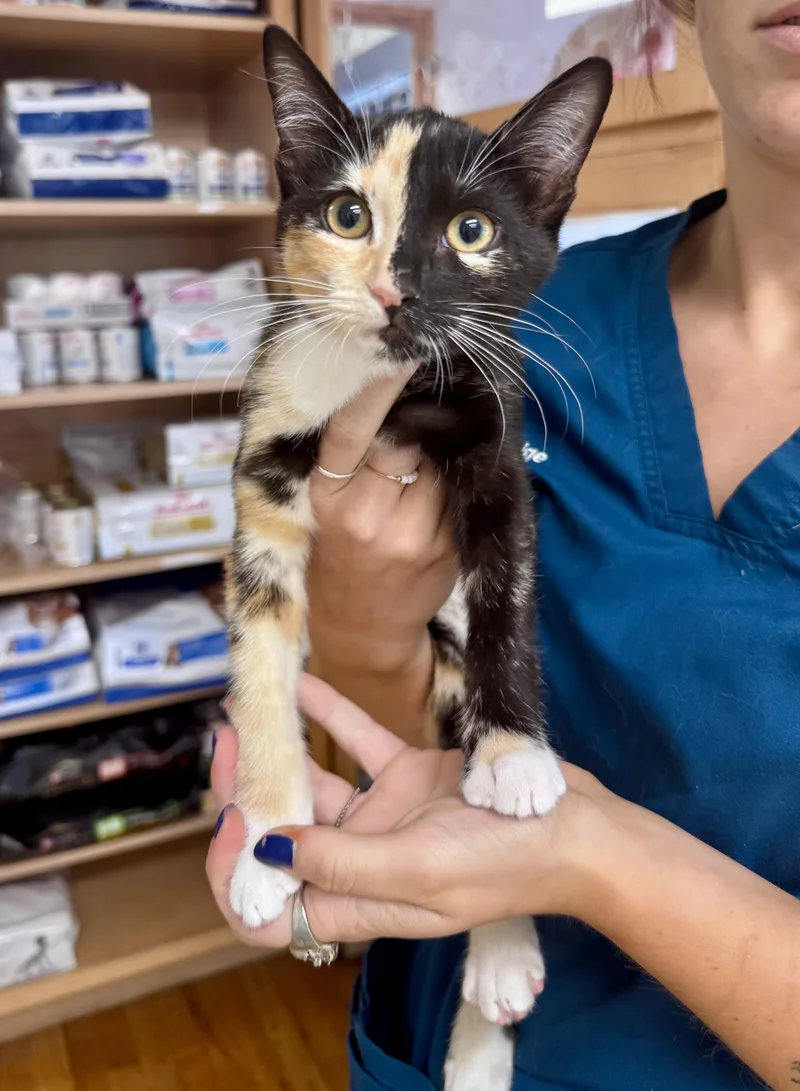 A baby medium-sized female Tortoiseshell cat named Cedar for adoption in Tallahassee, FL