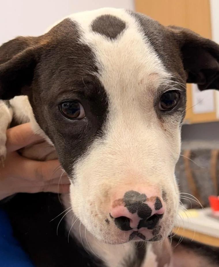 A baby medium-sized male Labrador Retriever dog named Dune for adoption in Hartsville, SC