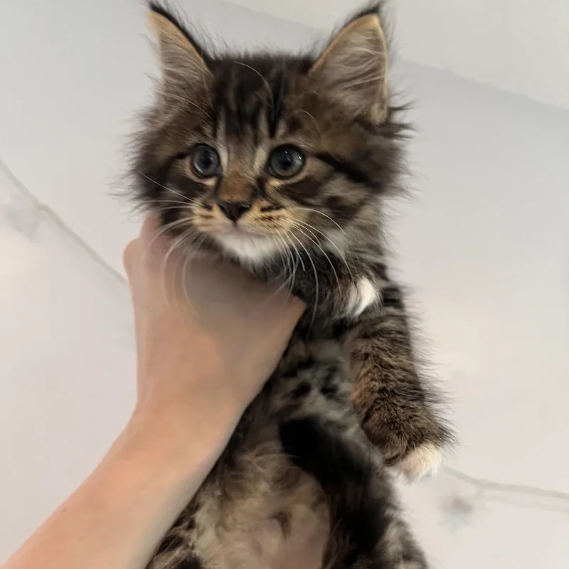 A baby small-sized female Brown / Chocolate Domestic Medium Hair cat named Sprite for adoption in Salisbury, MA