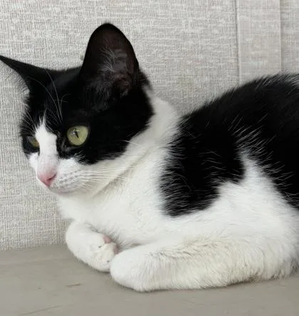 A young medium-sized female Black & White / Tuxedo Domestic Short Hair cat named Philomena for adoption in Salem, NH