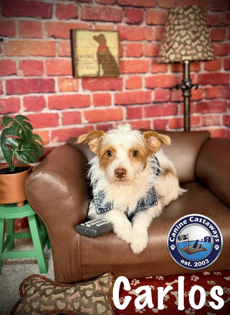 A young small-sized male Border Terrier dog named Carlos for adoption in Arcadia, FL