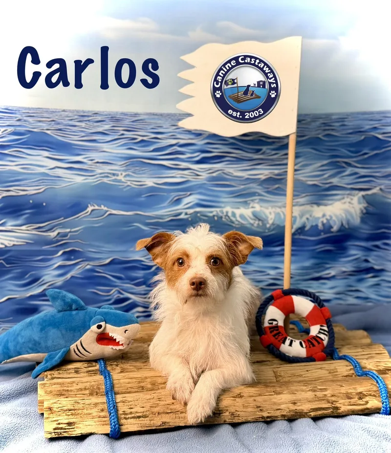 Carlos thumbnail 2