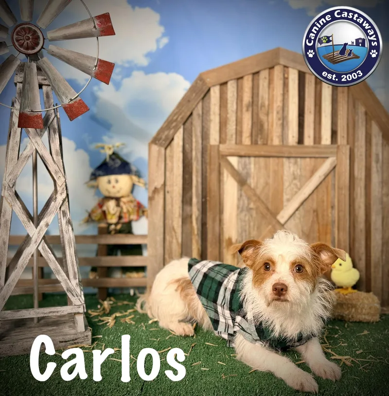 Carlos thumbnail 3