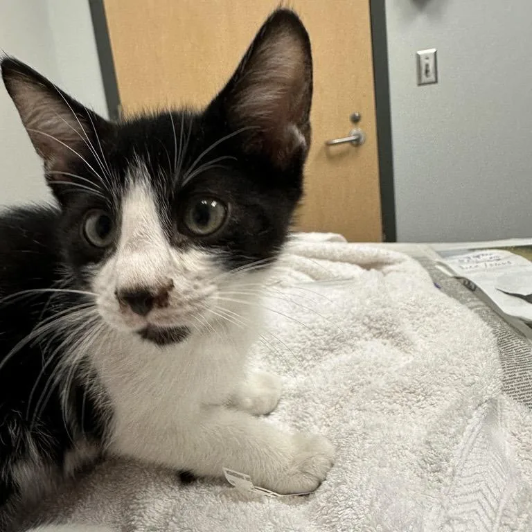 A baby small-sized male Black Domestic Short Hair cat named Christopher for adoption in Jacksonville, FL