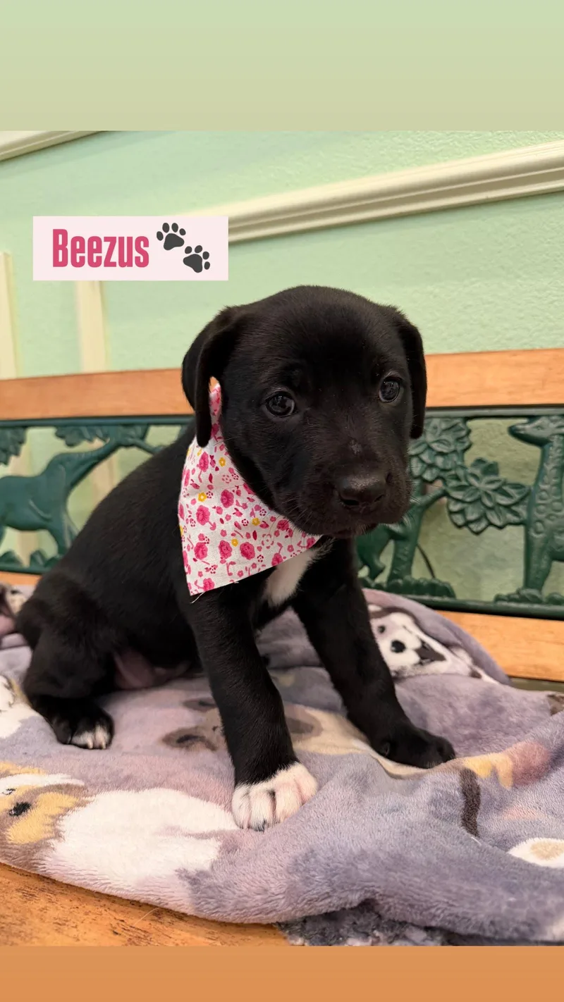 A baby medium-sized female Black Labrador Retriever dog named Beezus for adoption in Plano, TX