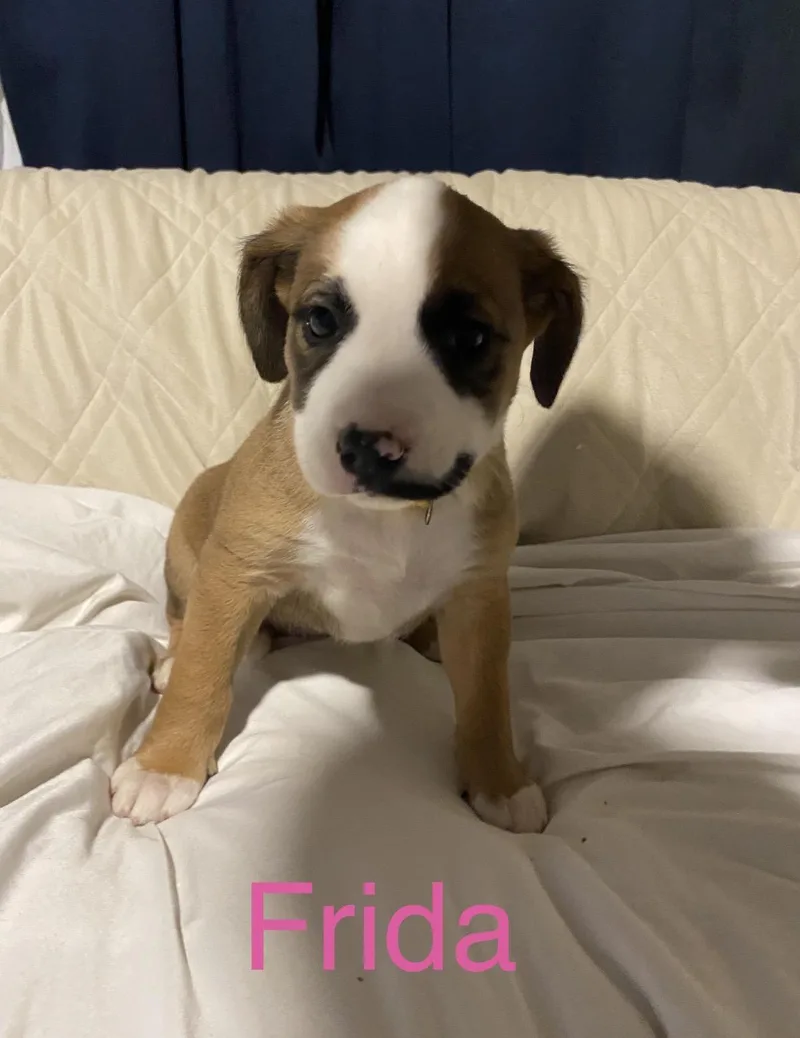 A baby medium-sized female Labrador Retriever dog named Frida for adoption in Walker, LA