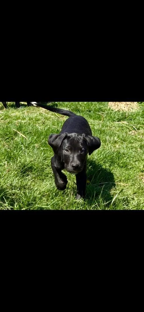 A baby medium-sized male Hound dog named Captain America for adoption in New Kensington, PA