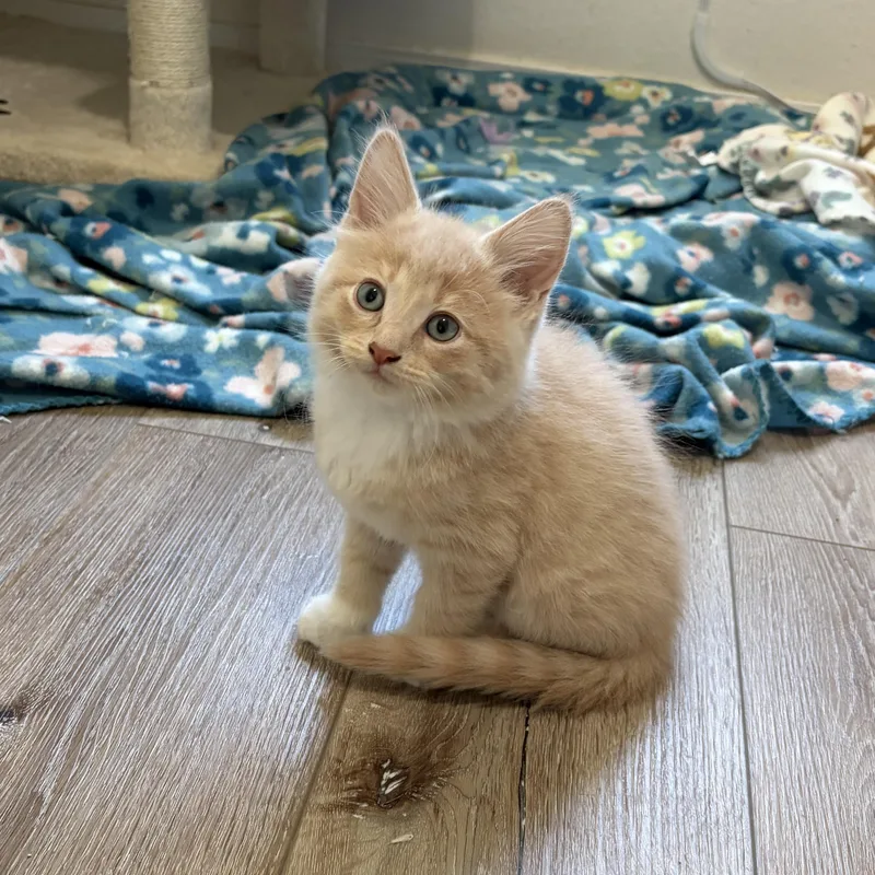 A baby large-sized male Tabby (Buff / Tan / Fawn) Domestic Long Hair cat named Cinder for adoption in Wilton, CA