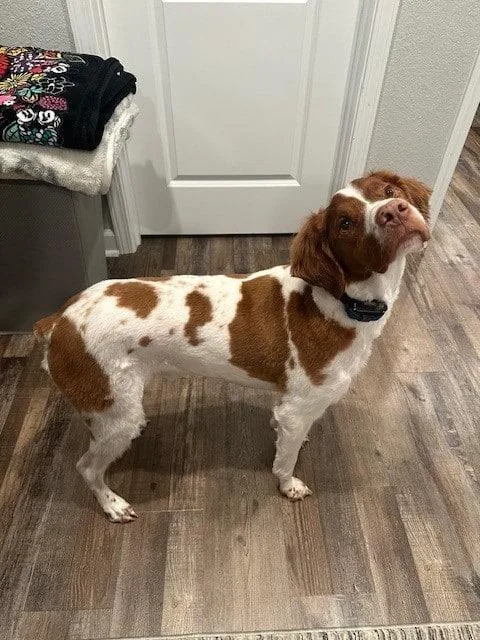 Jack  Al thumbnail 2