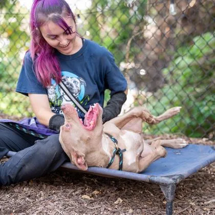 An adult medium-sized female Mixed Breed dog named Penelope for adoption in Chamblee, GA