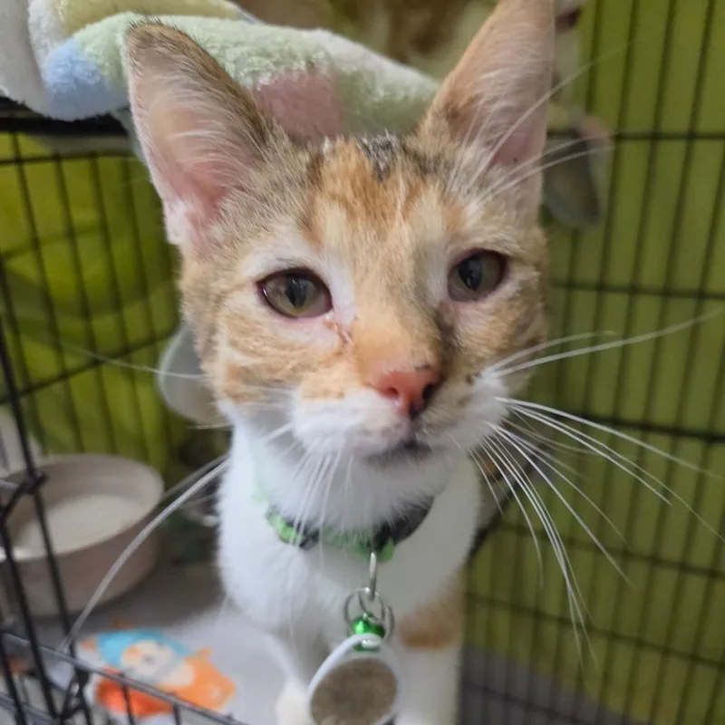 A young small-sized female Domestic Short Hair cat named Route for adoption in Normal, IL