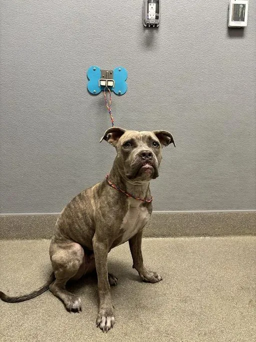 A young large-sized male American Bulldog dog named Mick for adoption in Las Vegas, NV