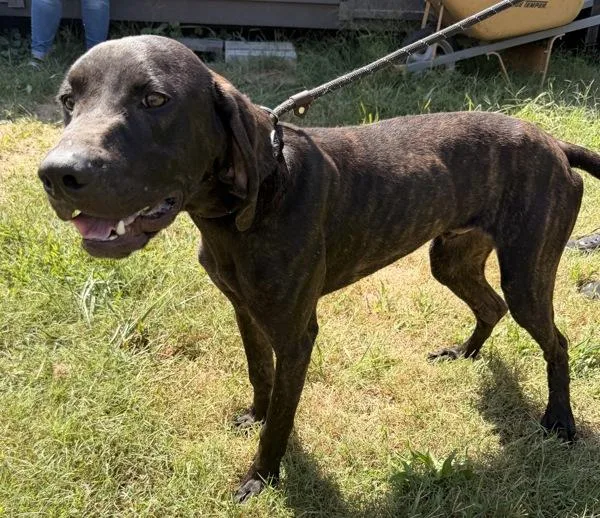 An adult large-sized male Hound dog named Sokka for adoption in Morristown, TN