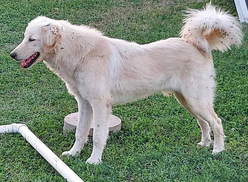 Woodstock thumbnail 2