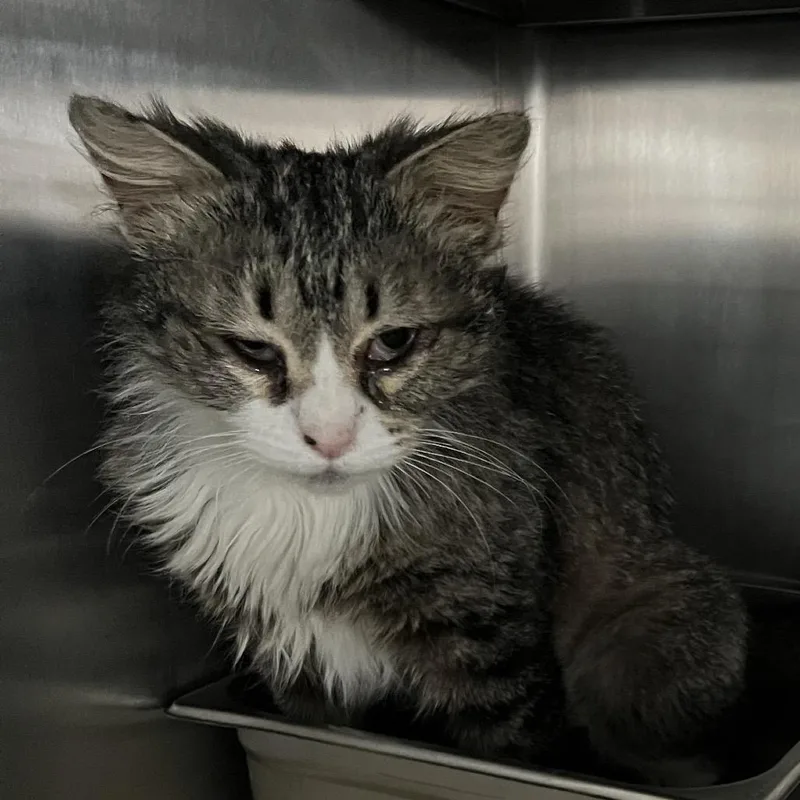 An adult medium-sized female Brown / Chocolate Domestic Medium Hair cat named Iris for adoption in Canton, IL