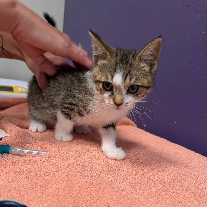 A baby small-sized female White Domestic Short Hair cat named Inky for adoption in Englewood, FL
