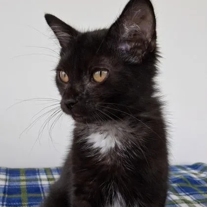 A young small-sized male Black Domestic Short Hair cat named Charon for adoption in Belmont, NY