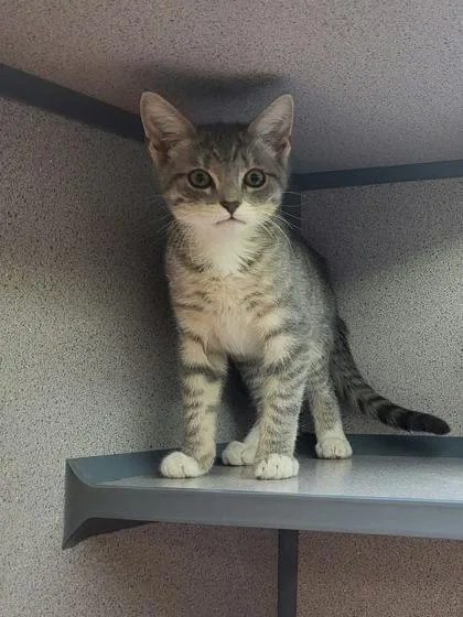 A baby medium-sized female Domestic Short Hair cat named Judy Hopps for adoption in Canon City, CO