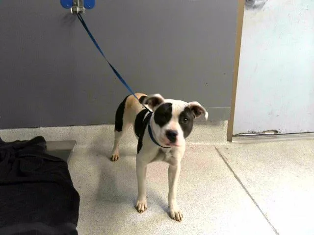 An adult large-sized female Staffordshire Bull Terrier dog named Huck for adoption in Tallahassee, FL