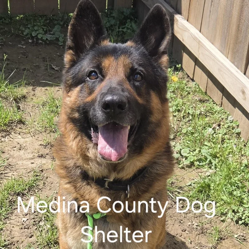 An adult large-sized male Black German Shepherd Dog dog named Ruger for adoption in Medina, OH