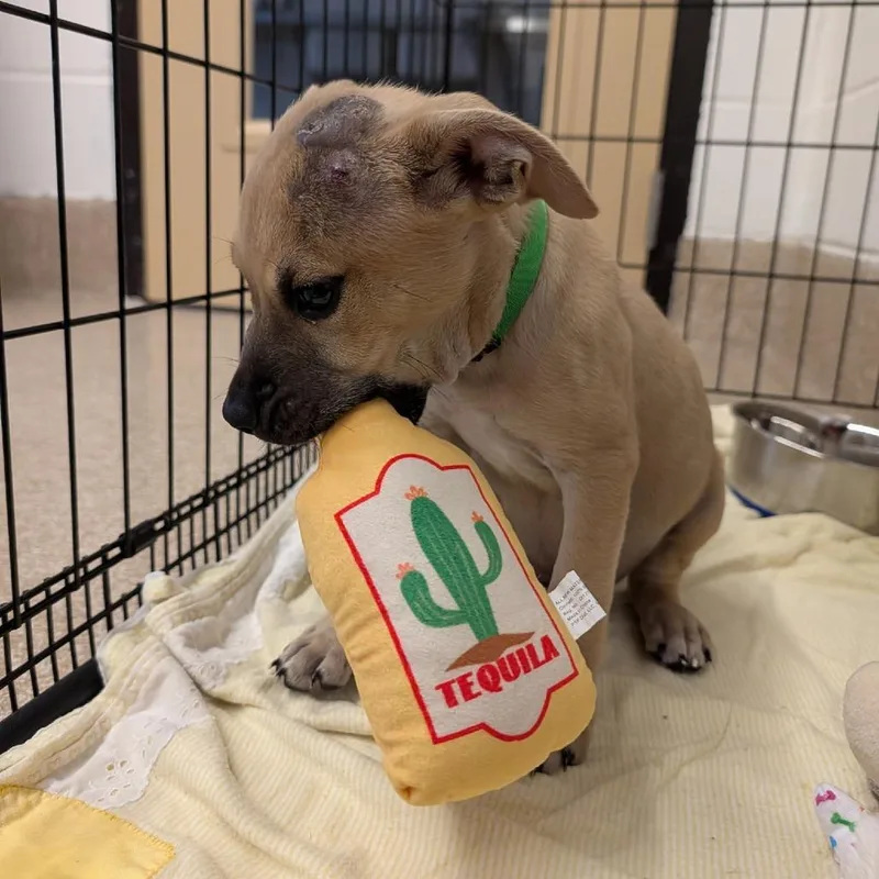 A baby small-sized male Brown / Chocolate Labrador Retriever dog named Bell Pepper for adoption in League City, TX