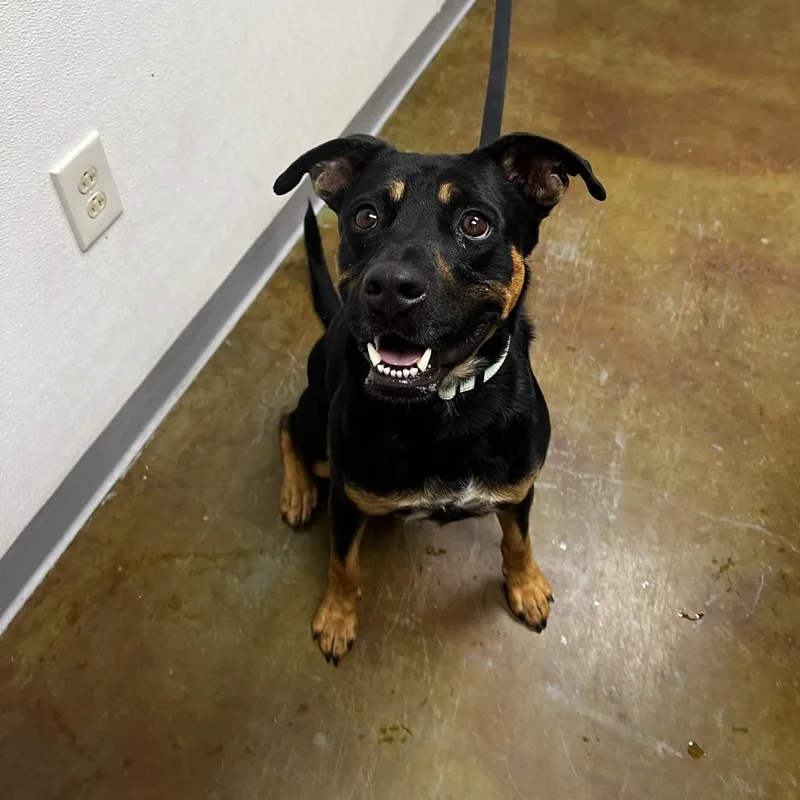 An adult medium-sized male Black Rottweiler dog named Jagger for adoption in Albuquerque, NM