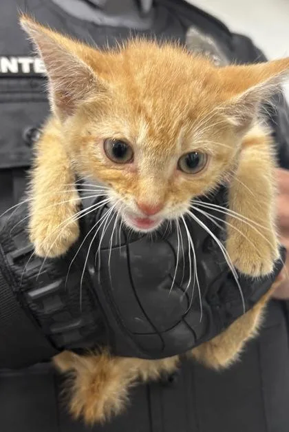 A baby small-sized male Domestic Short Hair cat named Schnoodle for adoption in West Chester, PA