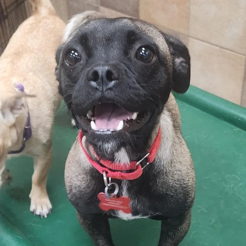 A young small-sized female Black Pug dog named Apple for adoption in Las Vegas, NV