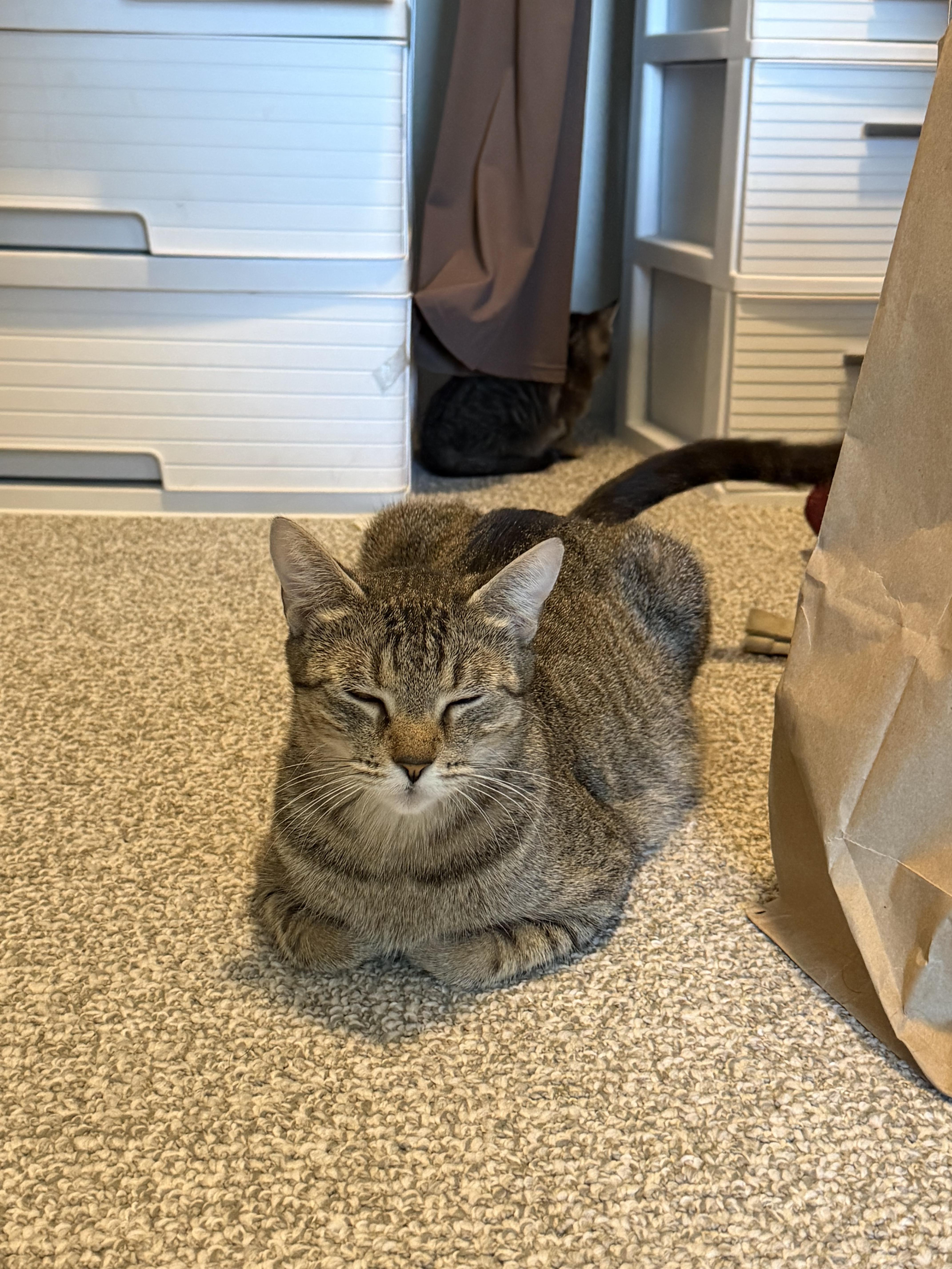 A young medium-sized female Tabby (Brown / Chocolate) Domestic Short Hair cat named Penelope for adoption in Buffalo, NY