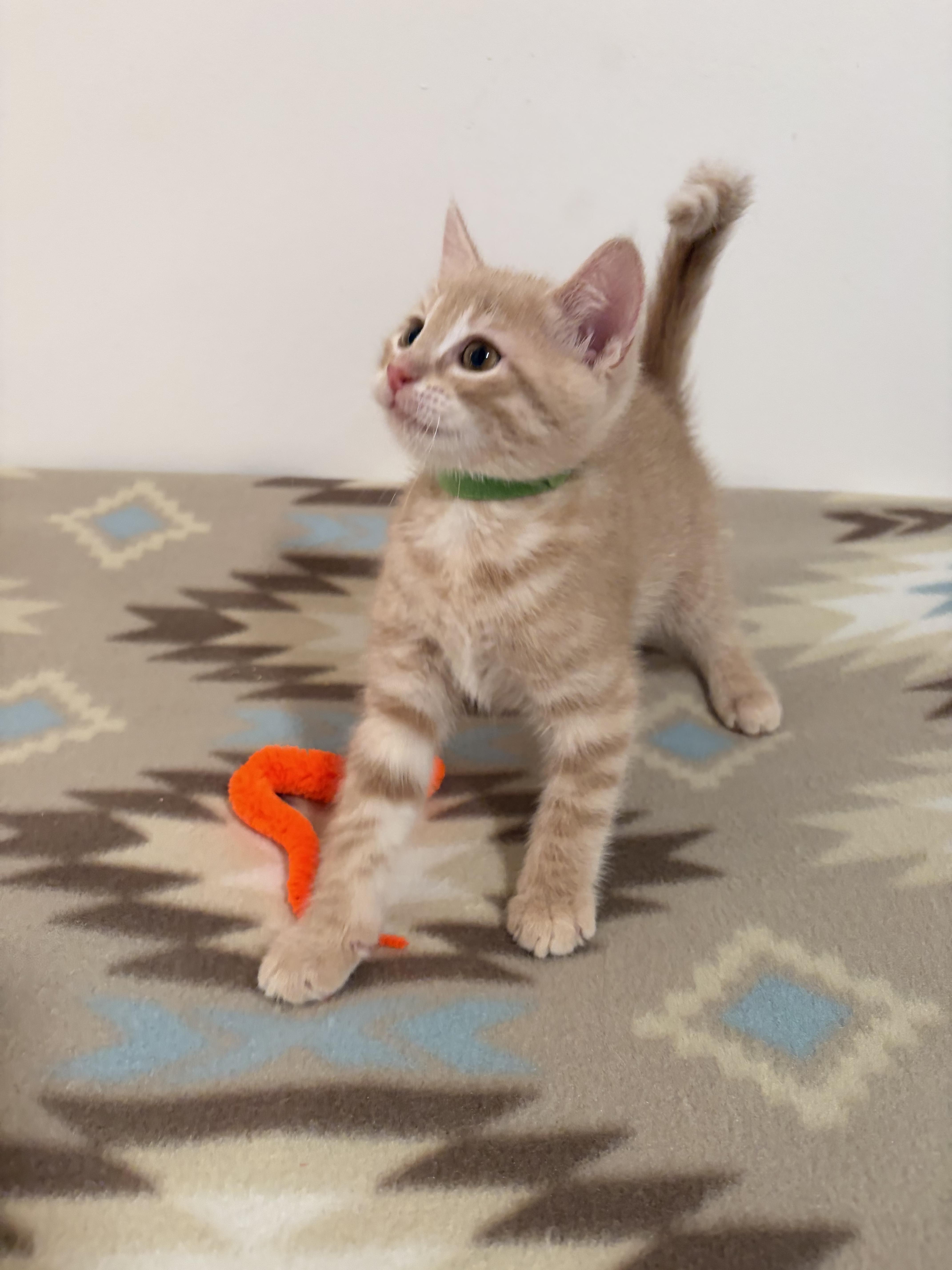 A baby medium-sized male Domestic Short Hair cat named Nacho for adoption in Mechanicsburg, PA